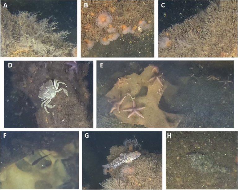 Scientists find marine life thriving on World War II explosives in the Baltic Sea | iNFOnews.ca