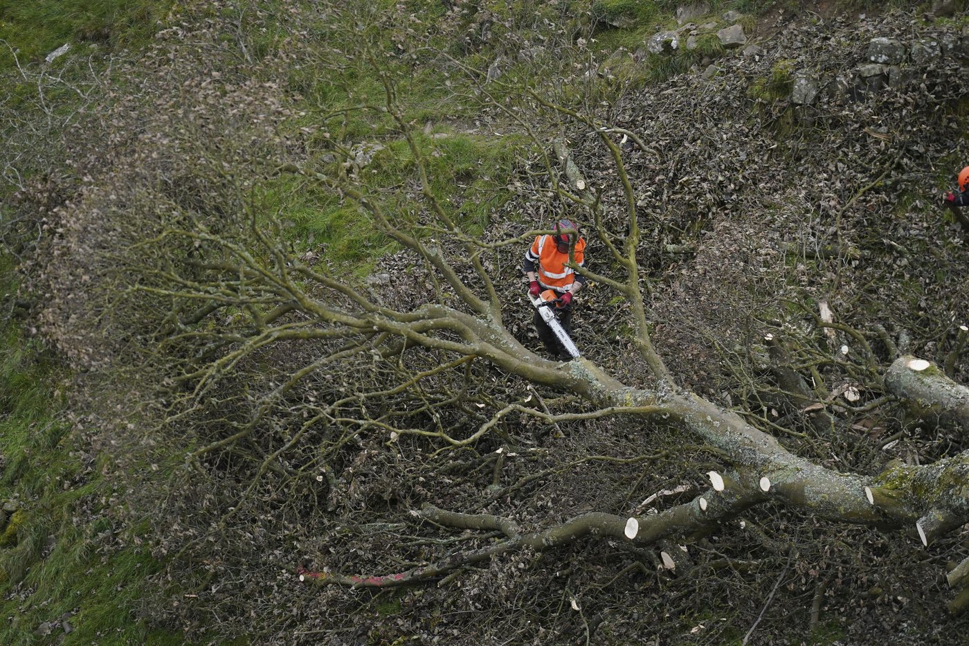 Sycamore Gap tree took more than a century to grow and less than 3 minutes to fell, prosecutors say | iNFOnews.ca Sycamore Gap tree took more than a century to grow and less than 3 minutes to fell, prosecutors say | iNFOnews.ca
