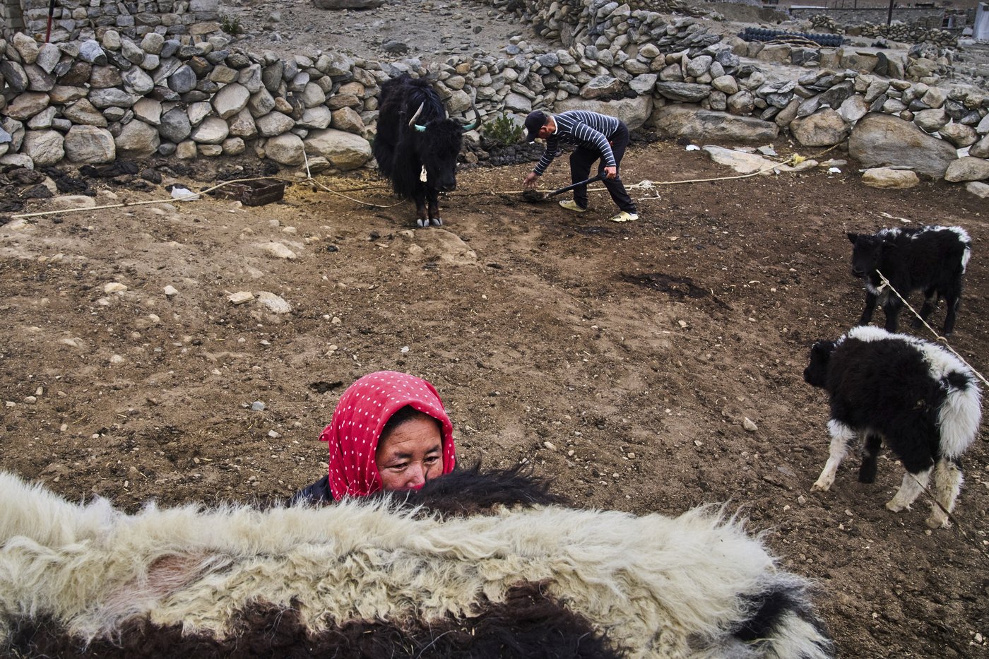 High in India’s Himalayan mountains, yak herders struggle to survive a warming world | iNFOnews.ca