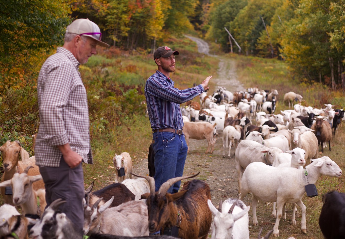 Livestock landscaping: Vermont ski areas employ goats and sheep to clear the slopes | iNFOnews.ca