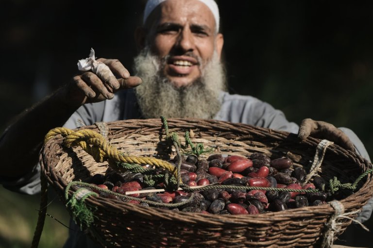 Photos capture the date harvest in an Egyptian village near Cairo | iNFOnews.ca