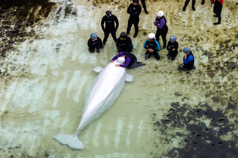 Chicago aquarium shares health update on Marineland belugas after whale deaths | iNFOnews.ca