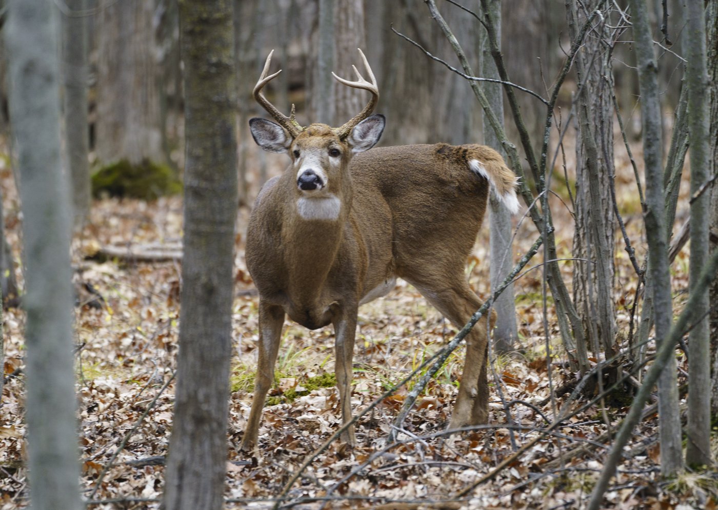 Disease outbreak has killed nearly 100 deer around Grand Forks, B.C., province says | iNFOnews.ca