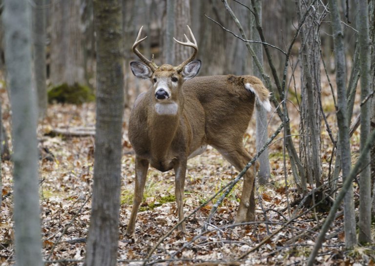 Disease outbreak has killed nearly 100 deer around Grand Forks, B.C., province says | iNFOnews.ca