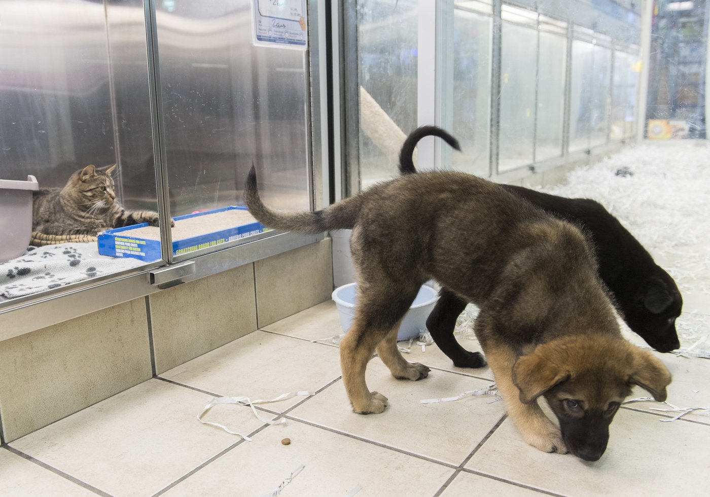 Fake puppy listings, gift exchanges among top holiday scams facing B.C. residents | iNFOnews.ca