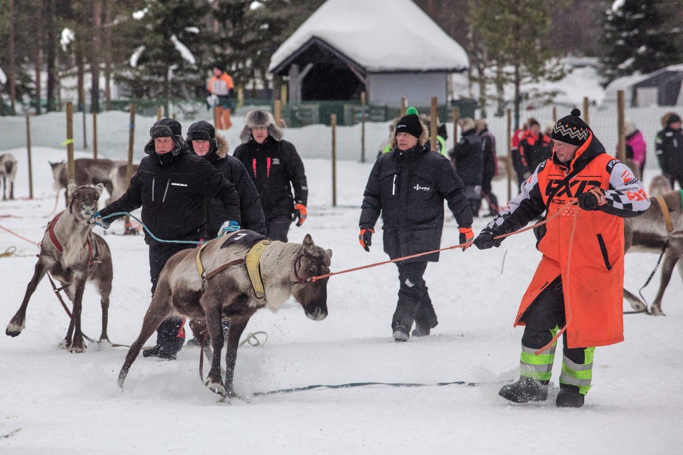 Photos show Salla Porocup reindeer sprint racing event in Finland | iNFOnews.ca