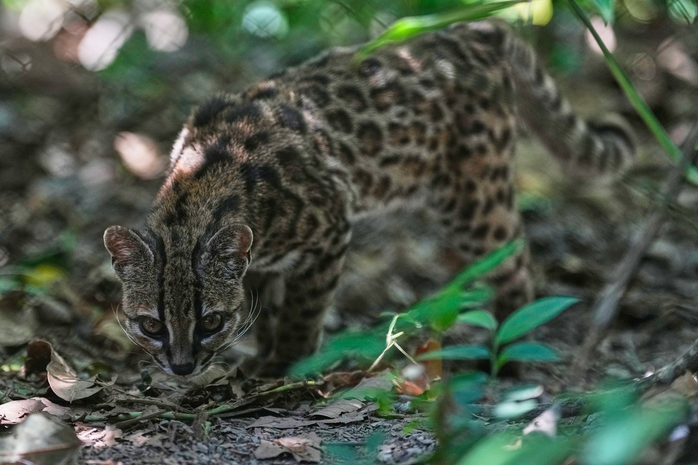 Tiny wild cat newly identified as a species draws curious visitors in Bolivia | iNFOnews.ca Tiny wild cat newly identified as a species draws curious visitors in Bolivia | iNFOnews.ca