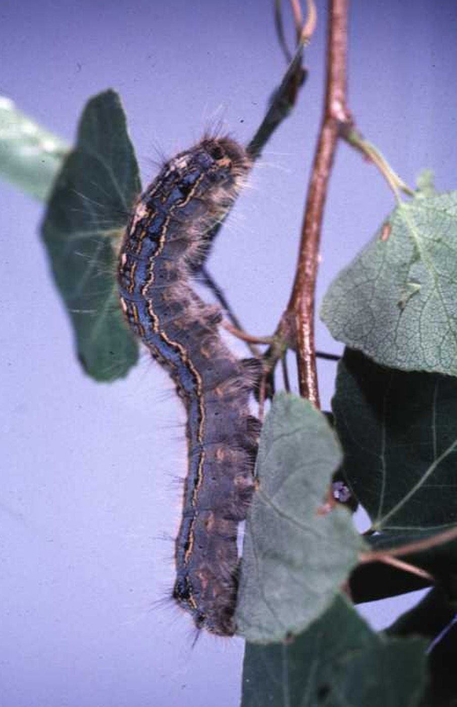 'Just be amazed:' Alberta is seeing a cyclical outbreak of caterpillars | iNFOnews.ca