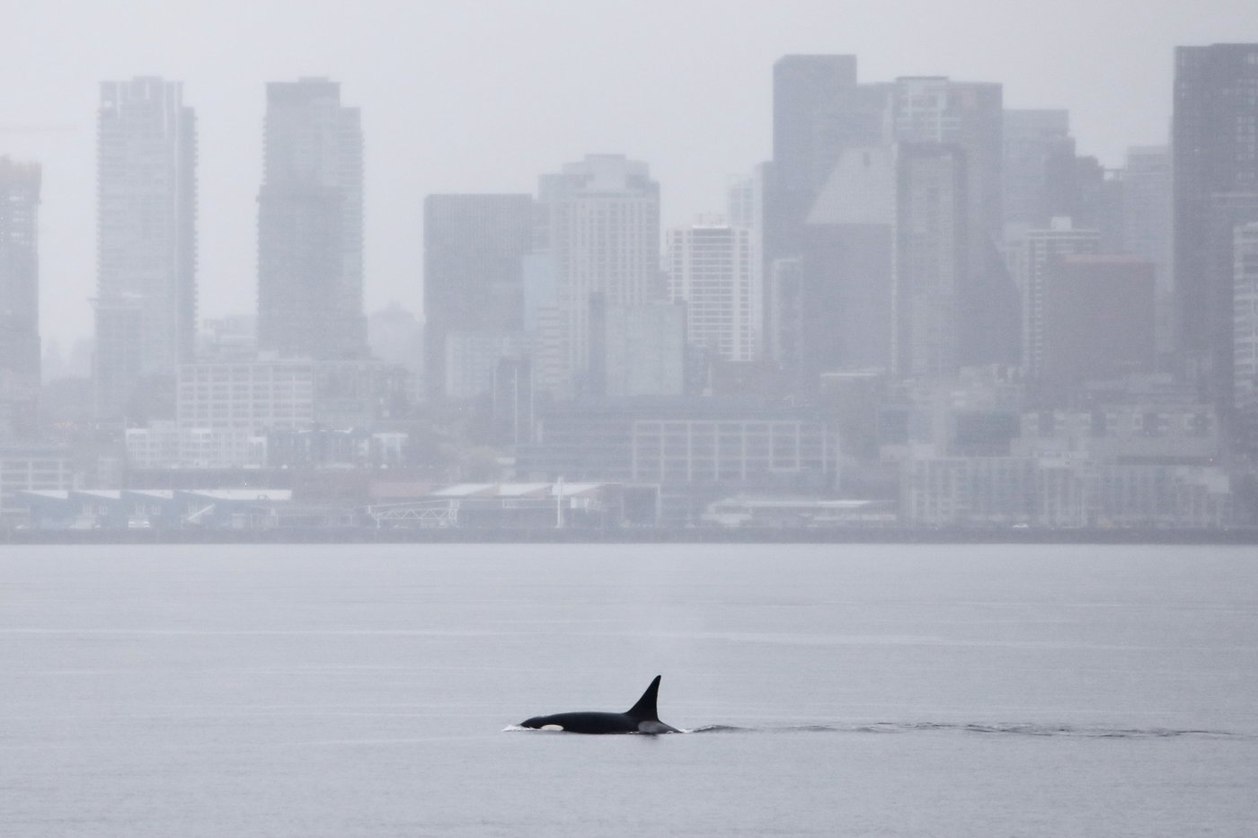 Orcas never seen before in Seattle delight whale watchers with a visit | iNFOnews.ca