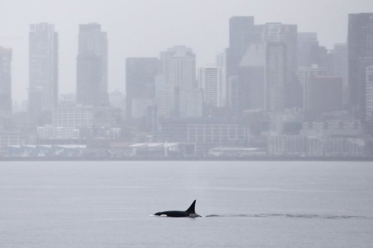 Orcas never seen before in Seattle delight whale watchers with a visit | iNFOnews.ca