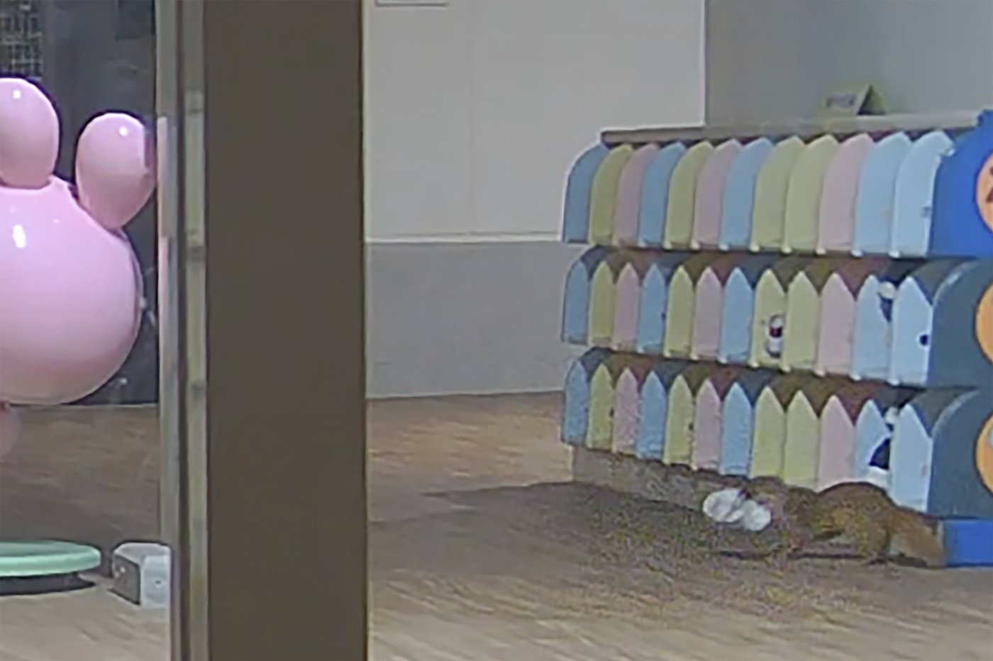 Stolen shoe mystery solved at Japanese kindergarten when security camera catches weasel in the act | iNFOnews.ca