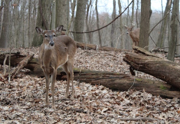 Michigan considers ‘1 buck rule’ to balance herd, better control population | iNFOnews.ca