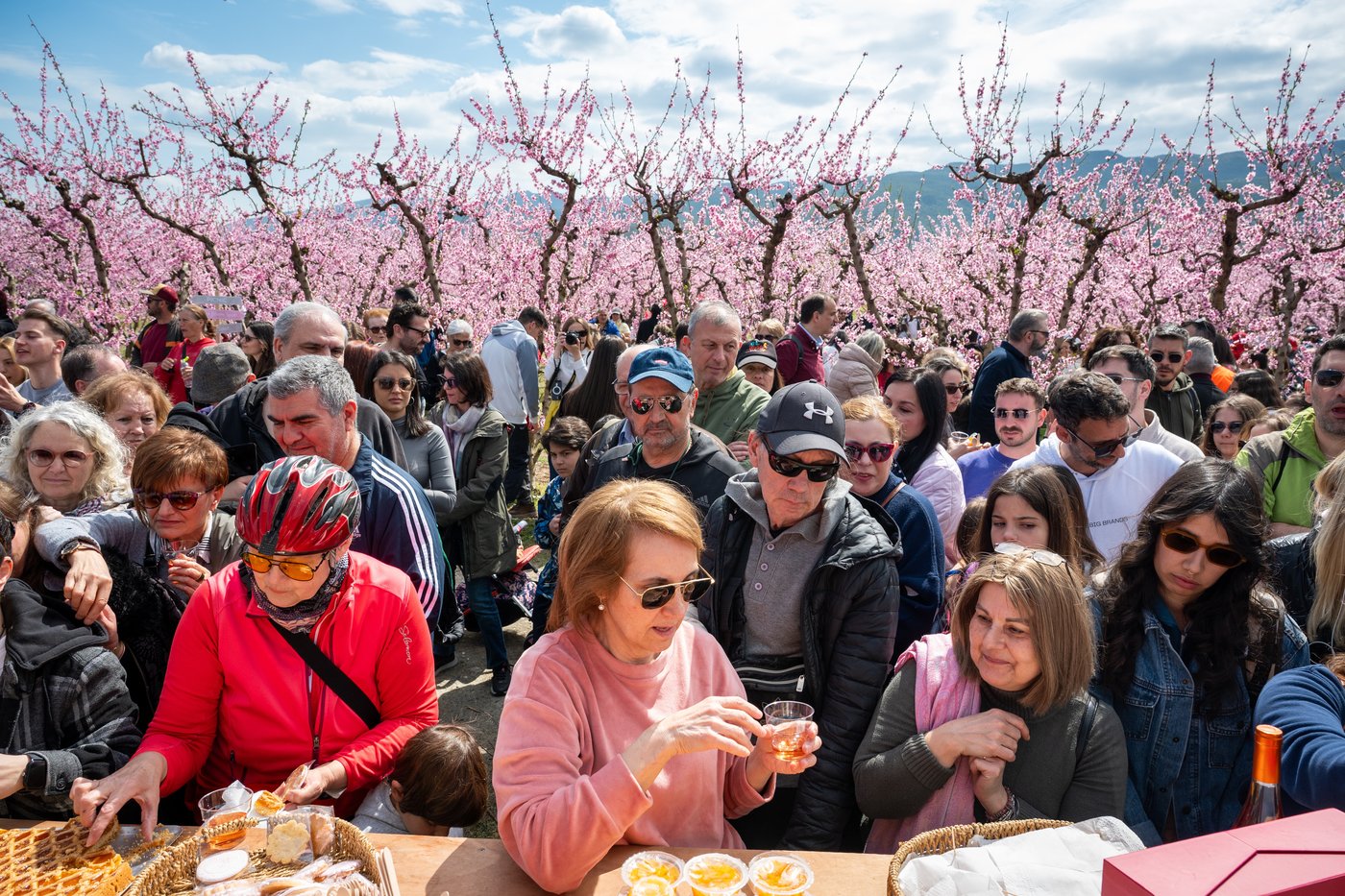A pink veil across the fields: Thousands flock to Greece’s peach blossoms | iNFOnews.ca A pink veil across the fields: Thousands flock to Greece’s peach blossoms | iNFOnews.ca
