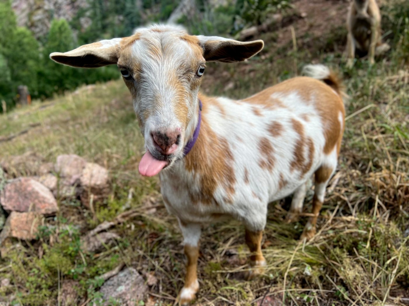 The GOAT: Hooved friend provides moral support to firefighters in Colorado | iNFOnews.ca
