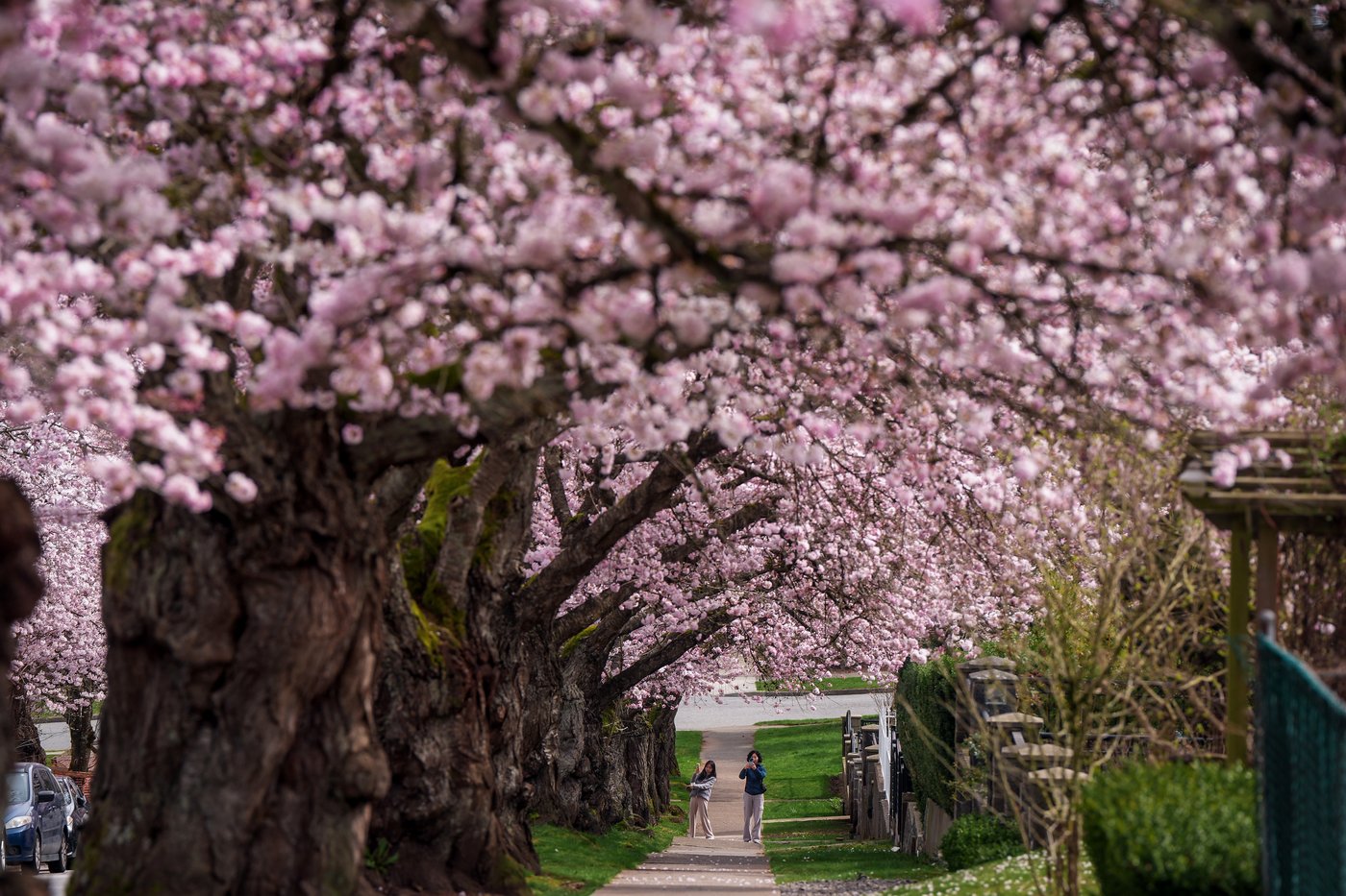 A world in bloom: Spring flowers unfold from Tokyo to Mexico, in photos | iNFOnews.ca
