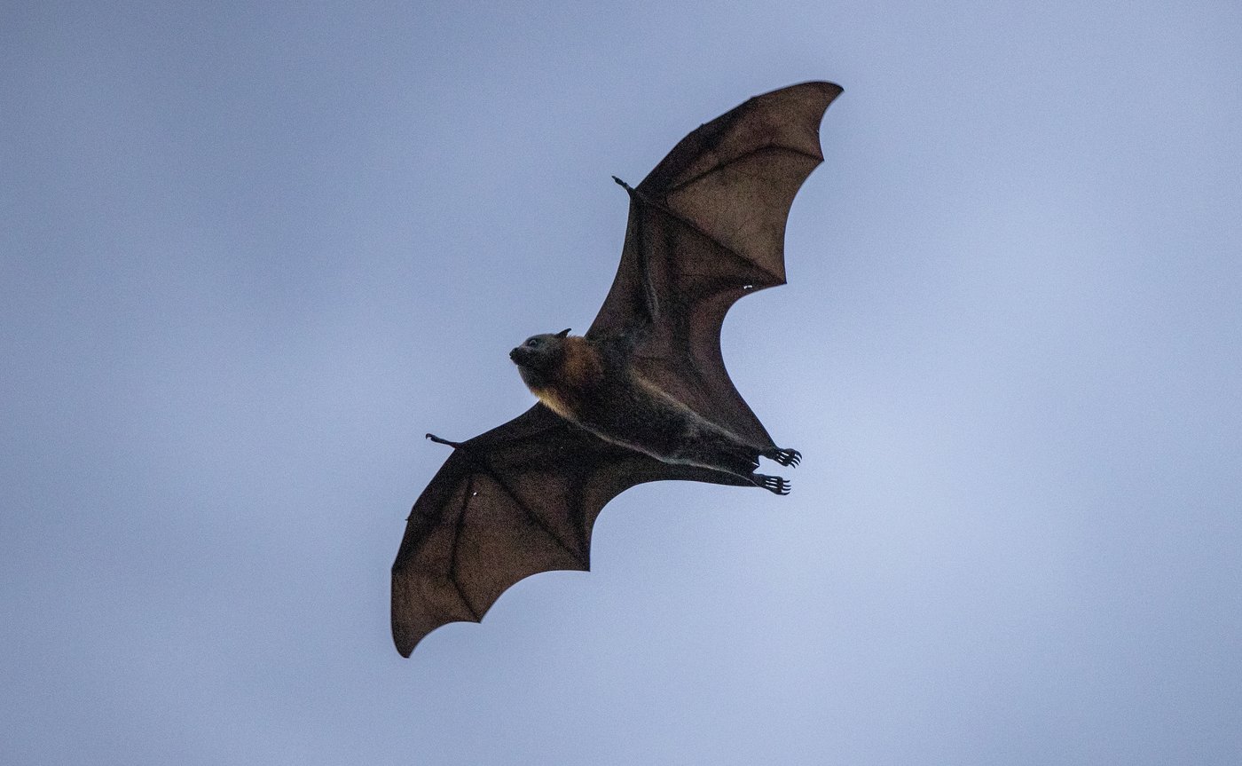 B.C. vet warns of surge in bat encounters after positive rabies test | iNFOnews.ca B.C. vet warns of surge in bat encounters after positive rabies test | iNFOnews.ca