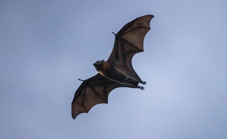 B.C. vet warns of surge in bat encounters after positive rabies test | iNFOnews.ca