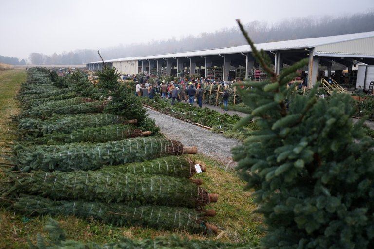 Christmas tree retailers find lots to like at a Pennsylvania wholesale auction | iNFOnews.ca