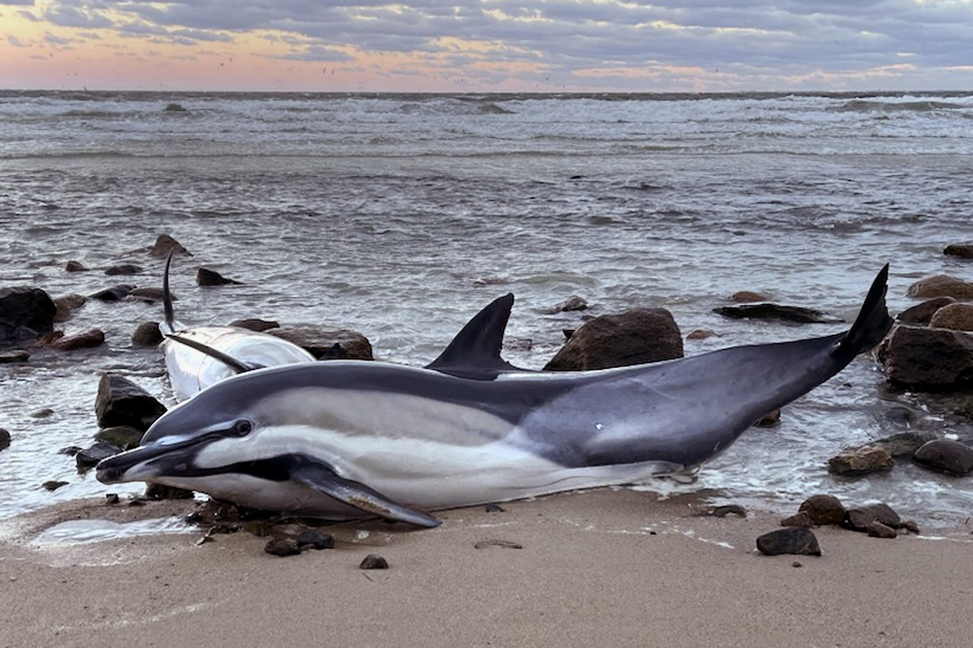 Historically bad year for dolphin strandings on Cape Cod has scientists looking for answers | iNFOnews.ca