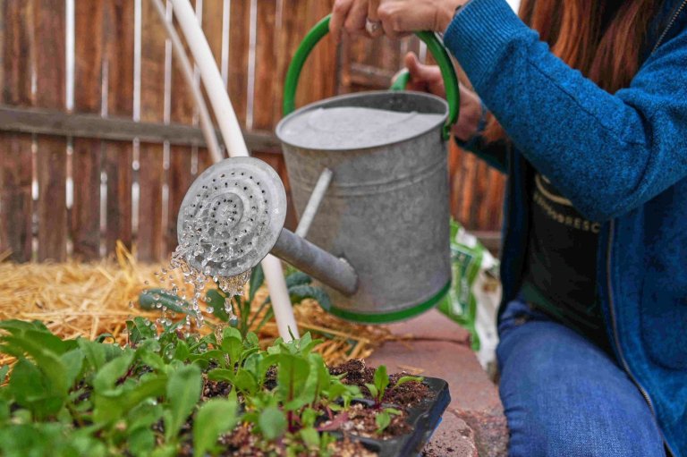 Gardeners often hear about supposed hacks and quick fixes. Here are some common ones debunked | iNFOnews.ca