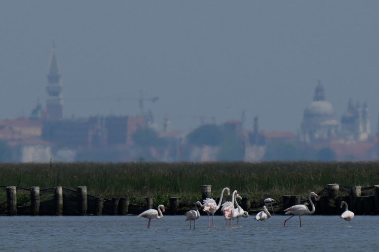 Venice’s growing flamingo population finds refuge in recovering wetlands | iNFOnews.ca