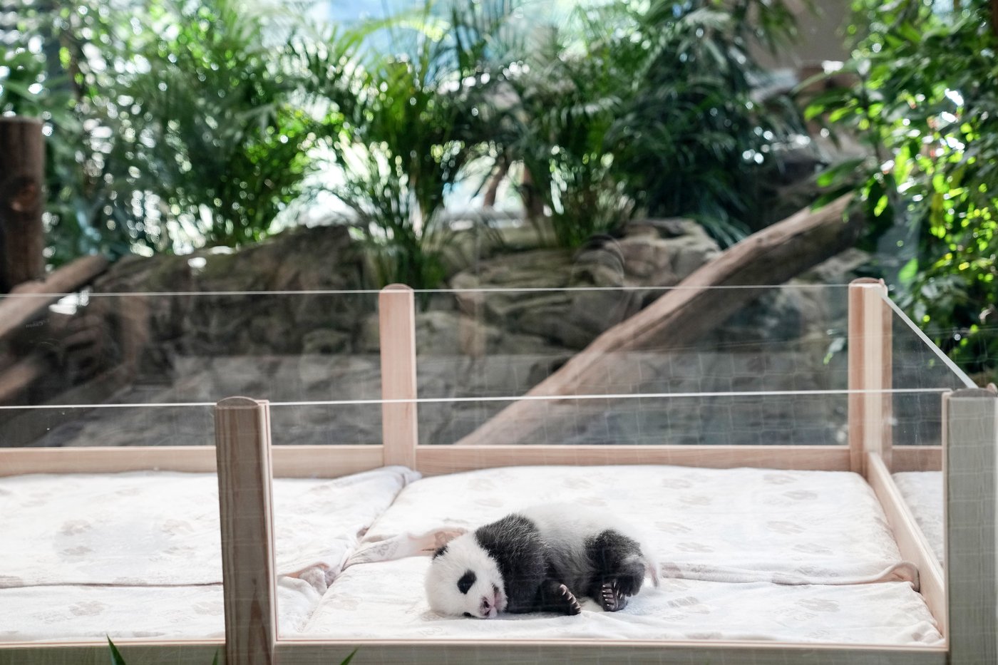 PHOTO COLLECTION: Germany Giant Pandas | iNFOnews.ca PHOTO COLLECTION: Germany Giant Pandas | iNFOnews.ca