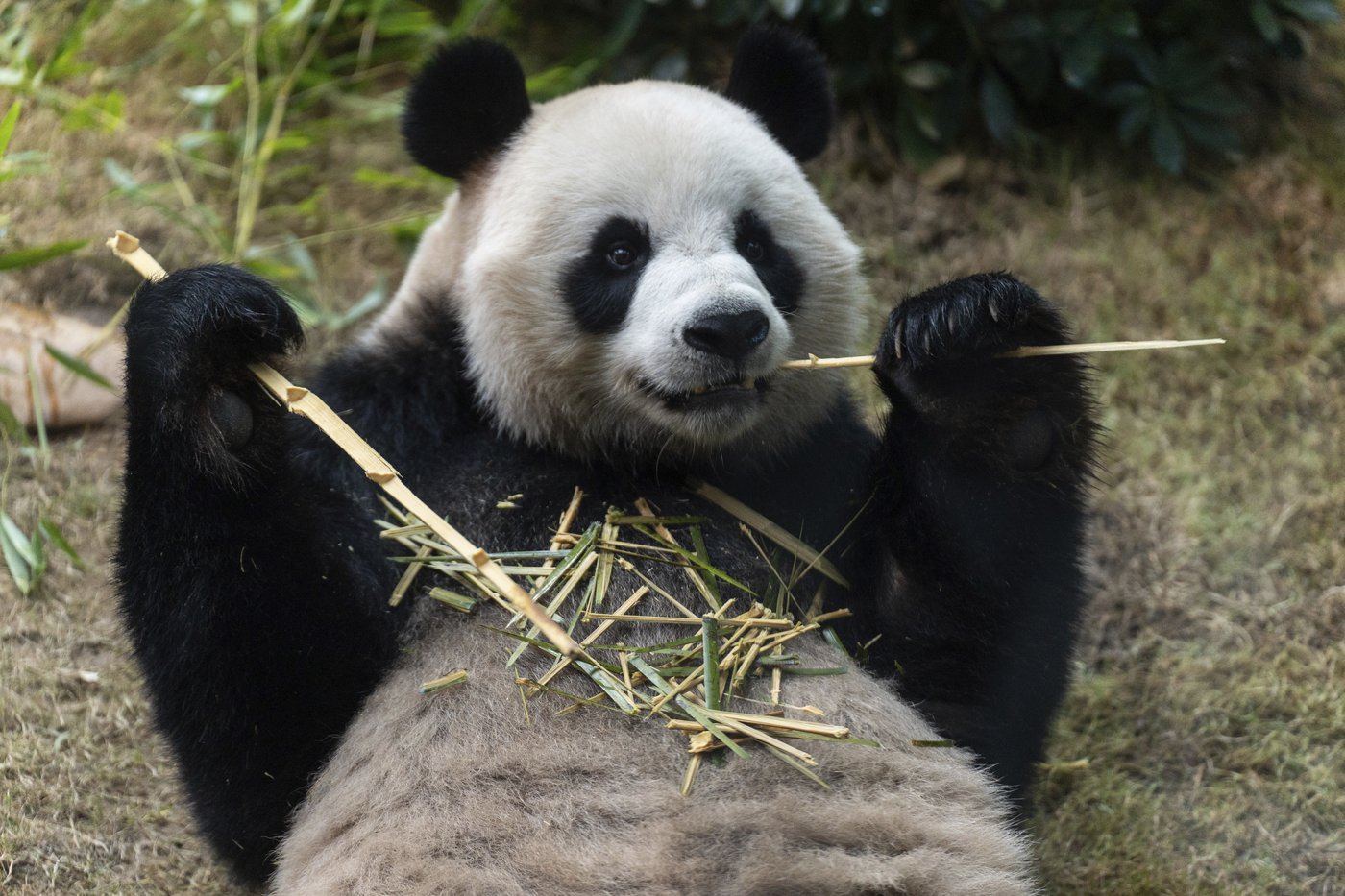 PHOTO COLLECTION: Hong Kong Panda | iNFOnews.ca PHOTO COLLECTION: Hong Kong Panda | iNFOnews.ca