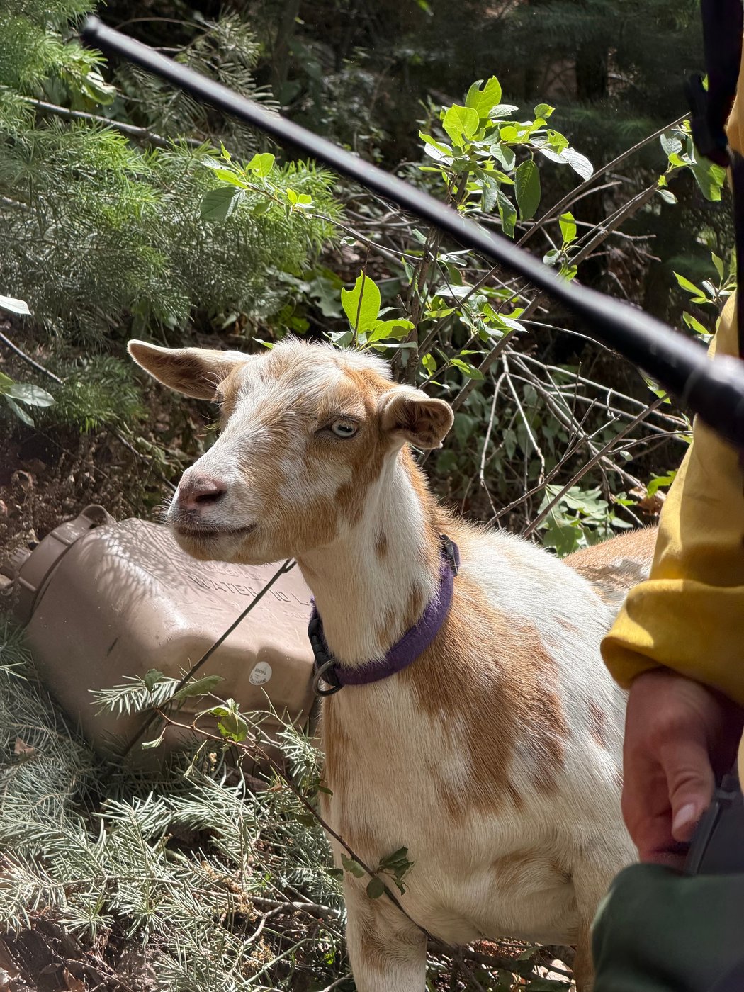The GOAT: Hooved friend provides moral support to firefighters in Colorado | iNFOnews.ca