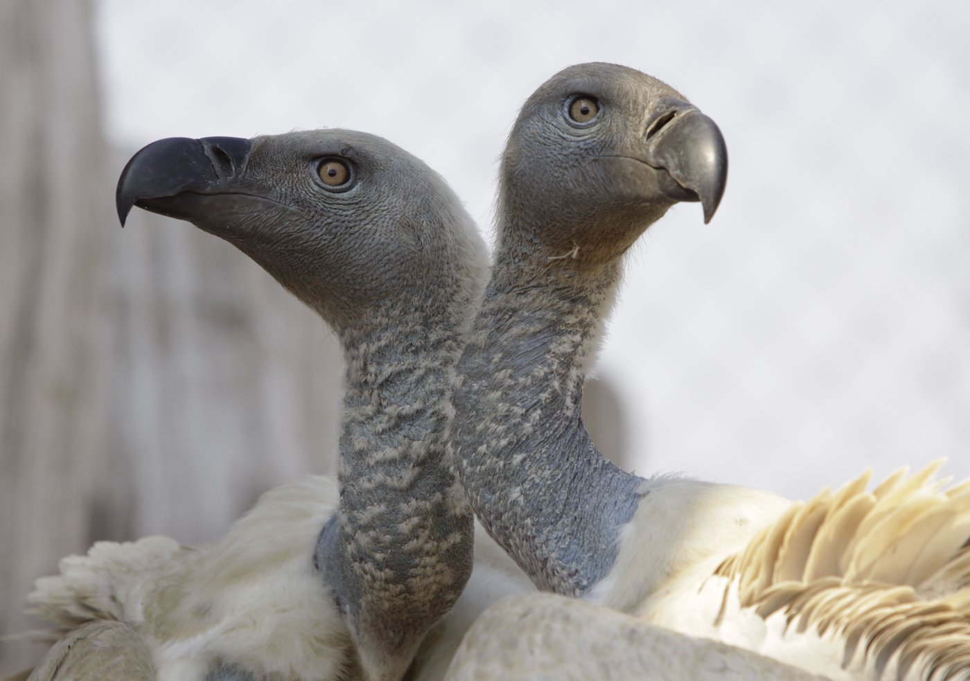 More than 100 vultures die in a mass poisoning in South Africa's flagship national park | iNFOnews.ca