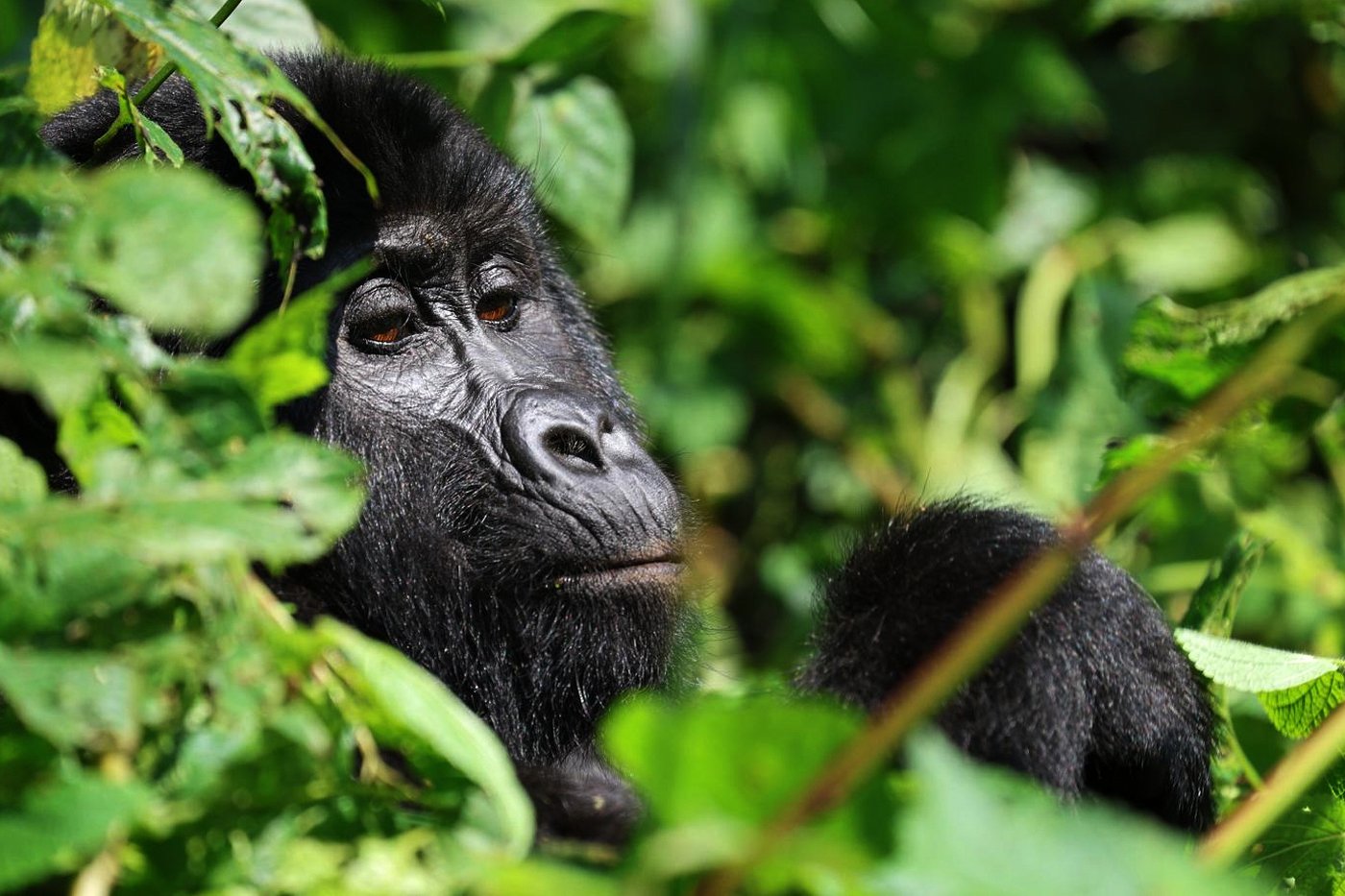 Tourism is helping Uganda’s endangered mountain gorillas make a comeback | iNFOnews.ca Tourism is helping Uganda’s endangered mountain gorillas make a comeback | iNFOnews.ca