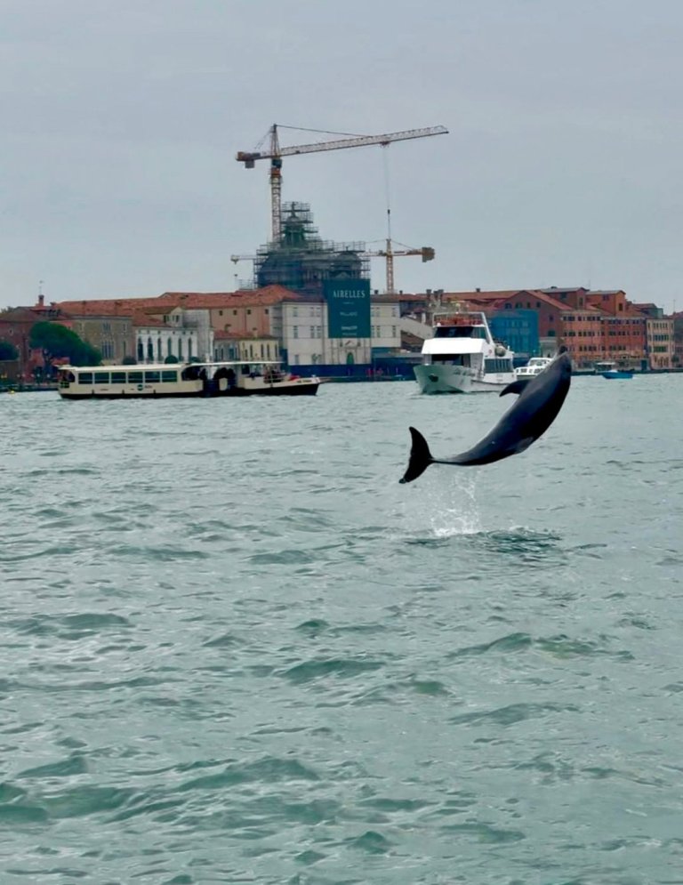 Venice’s newest marvel is a wild, acrobatic dolphin. His refusal to leave puts him in danger | iNFOnews.ca