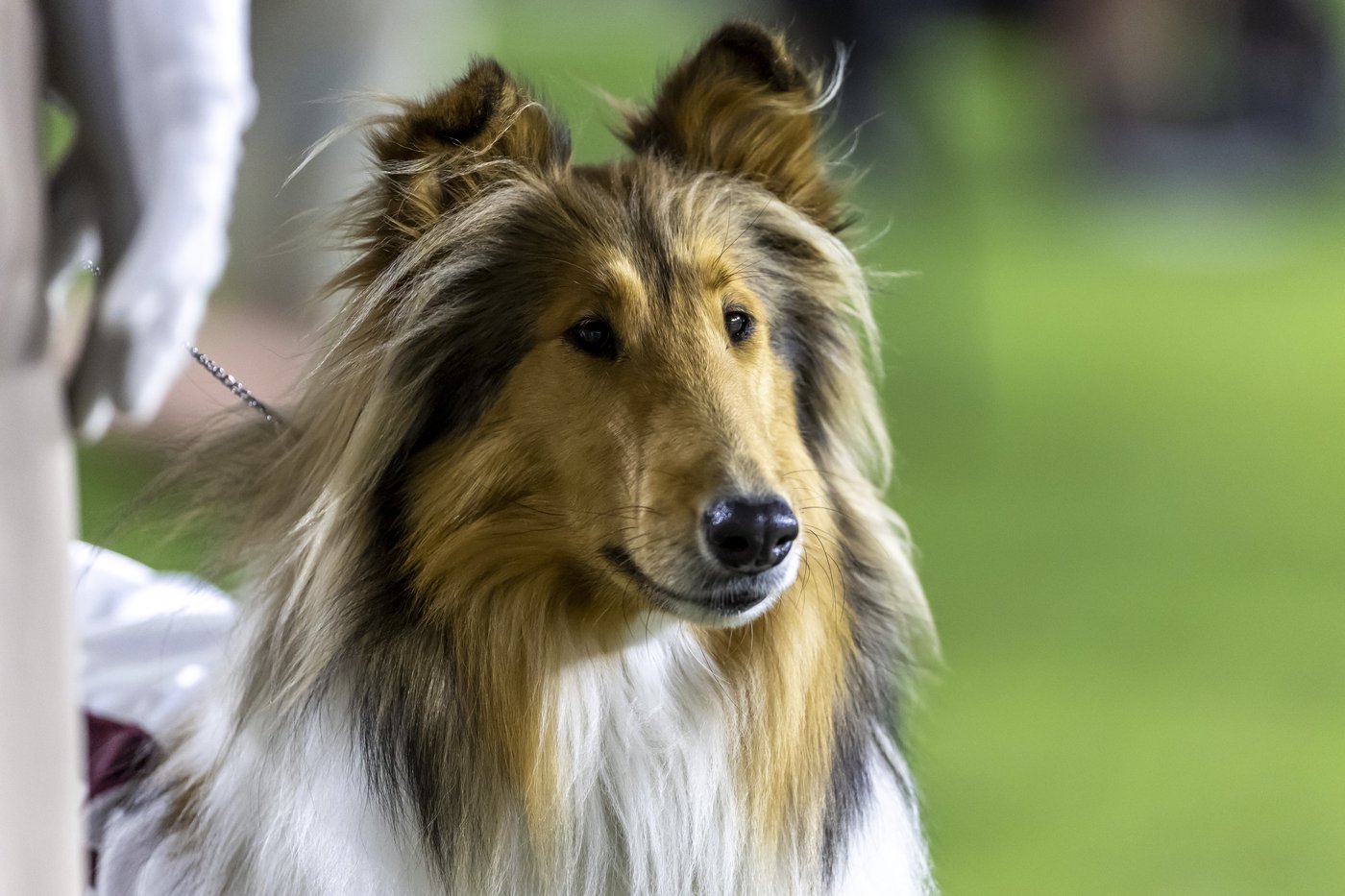 Texas A&M's collie mascot Reveille X has eye removed after glaucoma diagnosis | iNFOnews.ca Texas A&M's collie mascot Reveille X has eye removed after glaucoma diagnosis | iNFOnews.ca