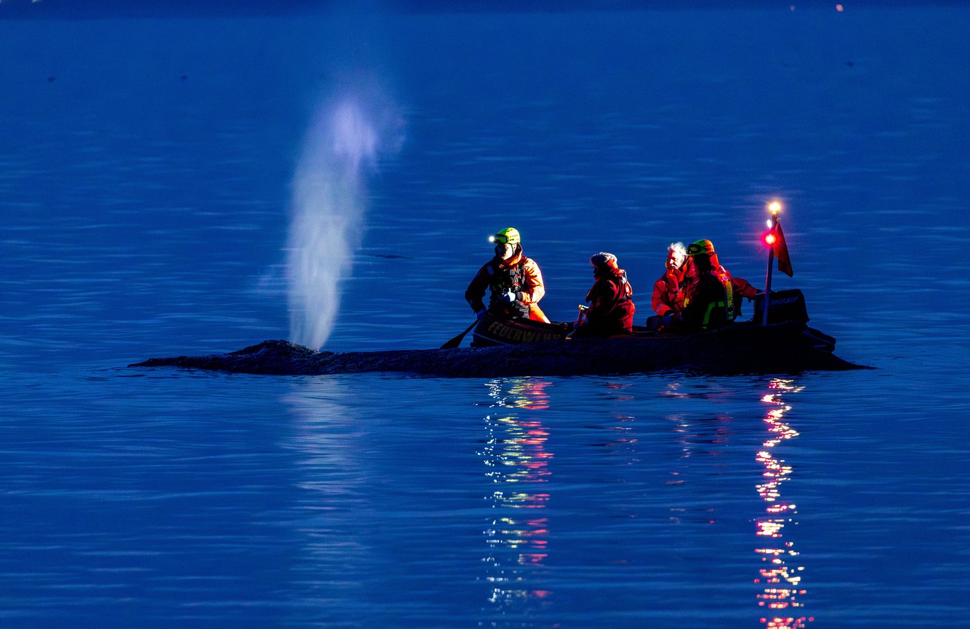 Rescuers try to refloat a stranded humpback whale in Germany’s Baltic Sea | iNFOnews.ca
