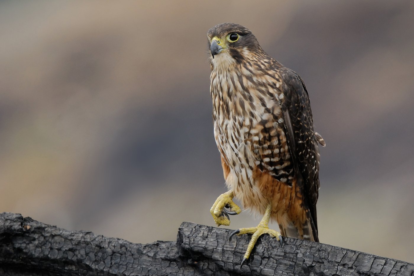 A raptor with no qualms about eating its opponents wins New Zealand's annual bird election | iNFOnews.ca