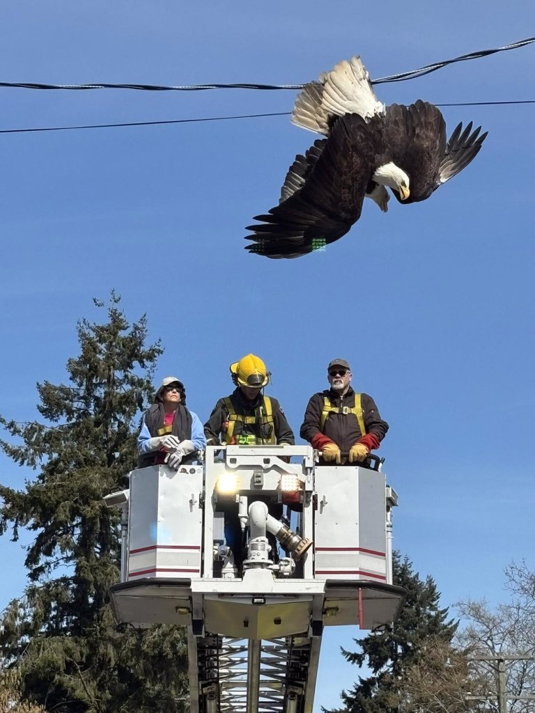 Fighting bald eagles freed from power line in Surrey, B.C. | iNFOnews.ca