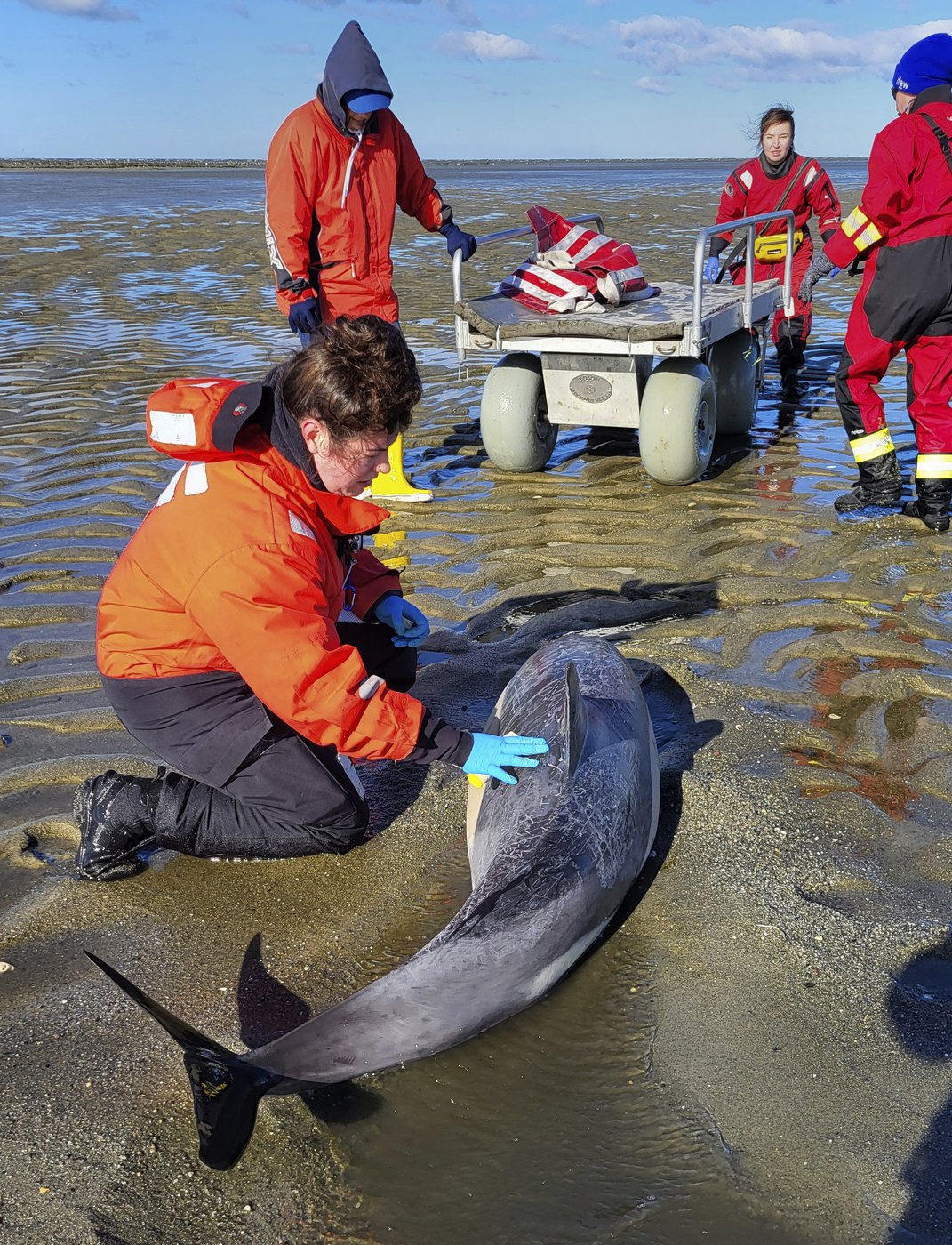Historically bad year for dolphin strandings on Cape Cod has scientists looking for answers | iNFOnews.ca