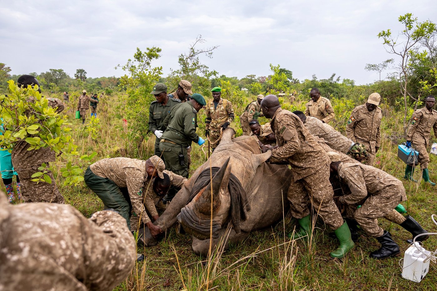 Uganda reintroduces rhinos into a protected area where they have been extinct since 1983 | iNFOnews.ca Uganda reintroduces rhinos into a protected area where they have been extinct since 1983 | iNFOnews.ca