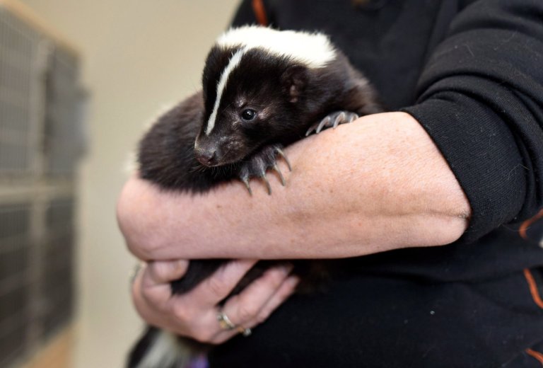 Health officials issue rabies warning after skunk tests positive in B.C. Interior | iNFOnews.ca