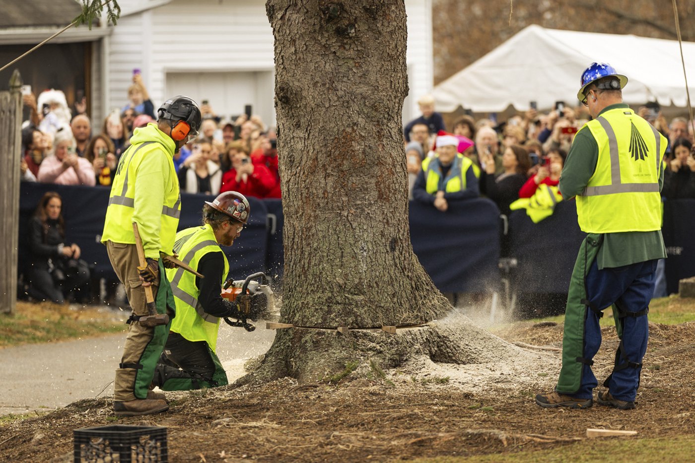 A green giant: This year's 74-foot Rockefeller Center Christmas tree is en route from Massachusetts | iNFOnews.ca
