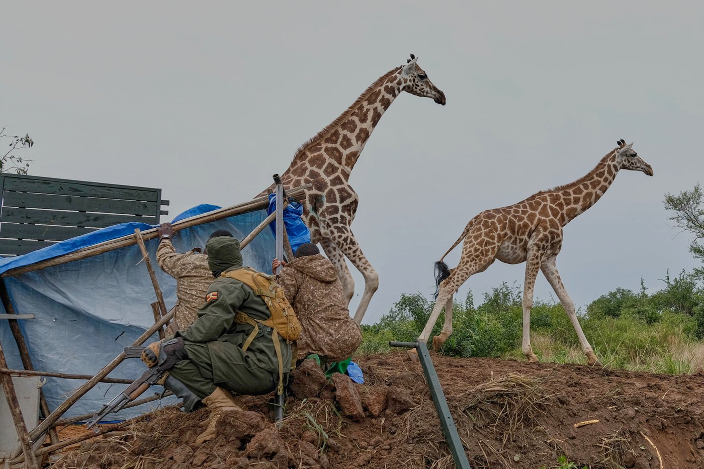 Giraffes given a new home in Uganda to escape oil drilling in the country's largest park | iNFOnews.ca