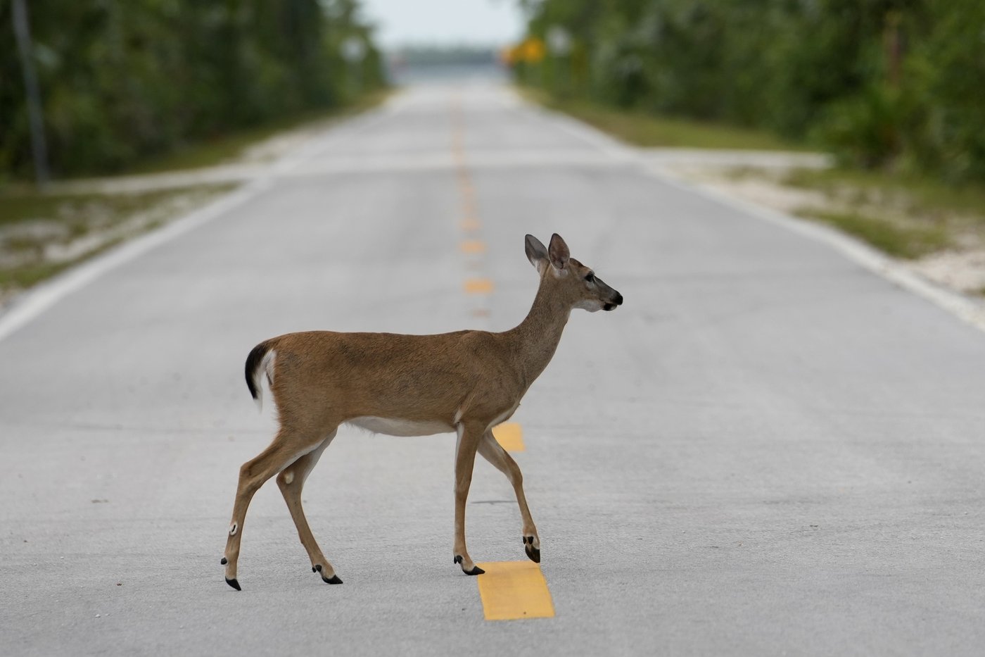 Florida’s iconic Key deer face an uncertain future as seas rise | iNFOnews.ca