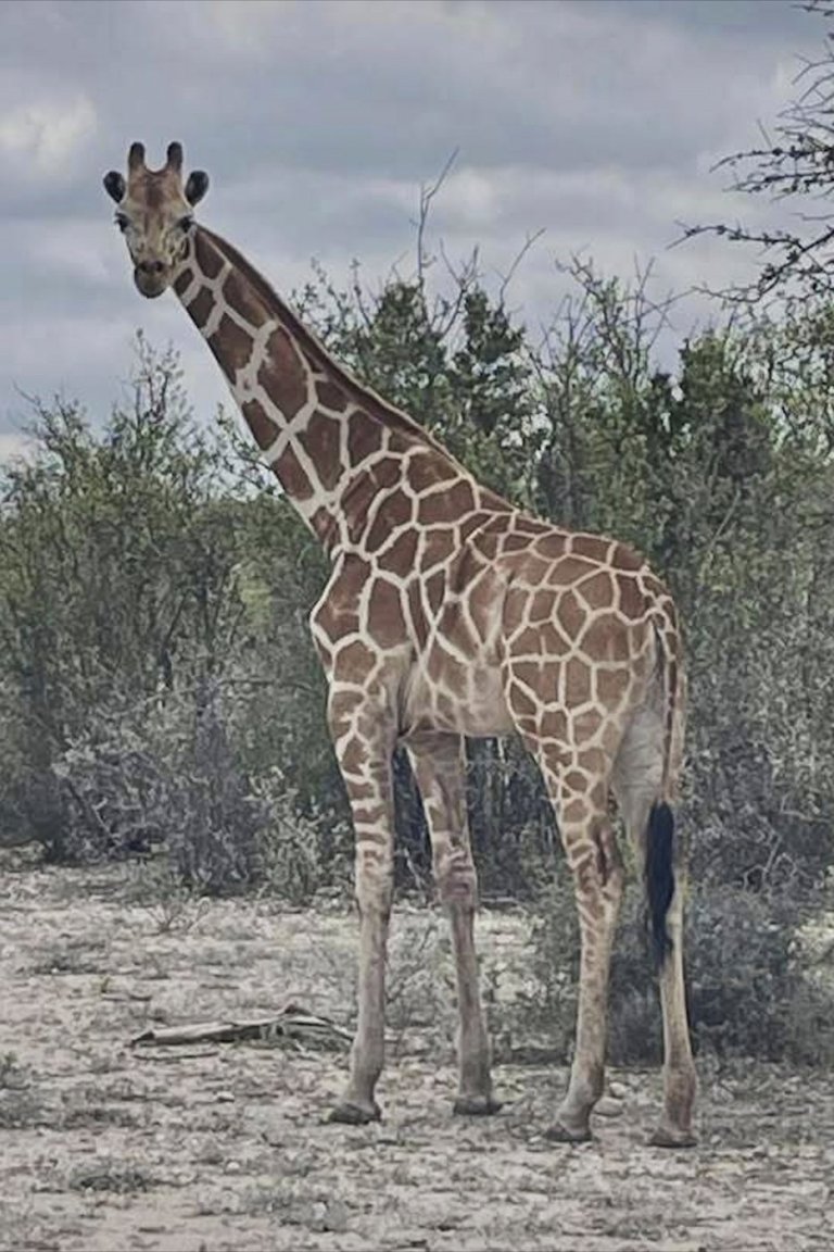Gracie the Giraffe, who went missing after wandering off a Texas ranch, is finally found | iNFOnews.ca