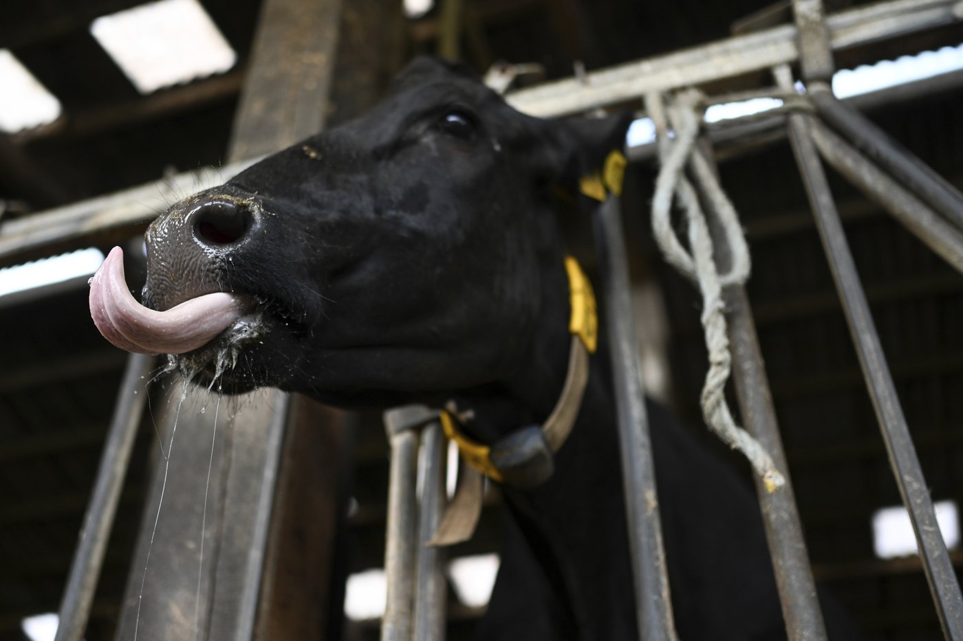 Norway reports first cases of bluetongue disease in livestock since 2009 | iNFOnews.ca
