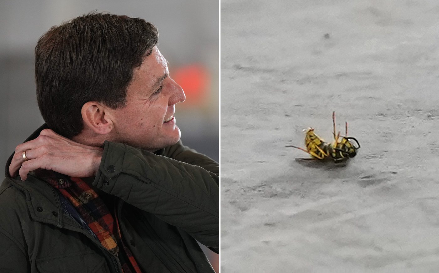 Wasp in fatal encounter with David Eby on B.C. campaign trail | iNFOnews.ca