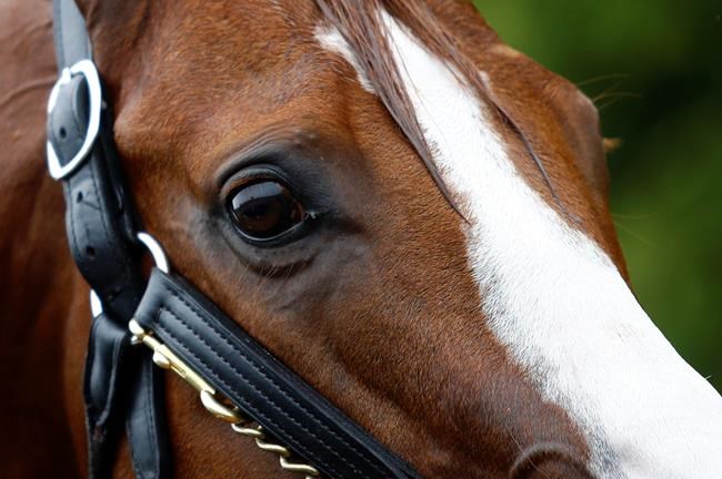 Canadian breeder Gunther convinced Justify can capture American Triple Crown | iNFOnews.ca Canadian breeder Gunther convinced Justify can capture American Triple Crown | iNFOnews.ca