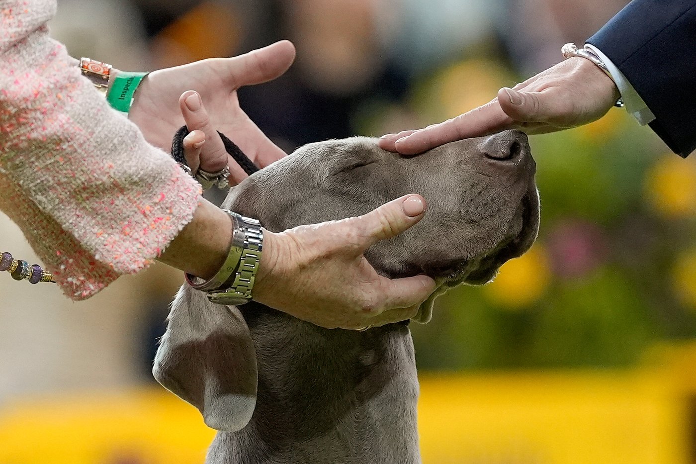 Photo Gallery: The Westminster dog show | iNFOnews.ca