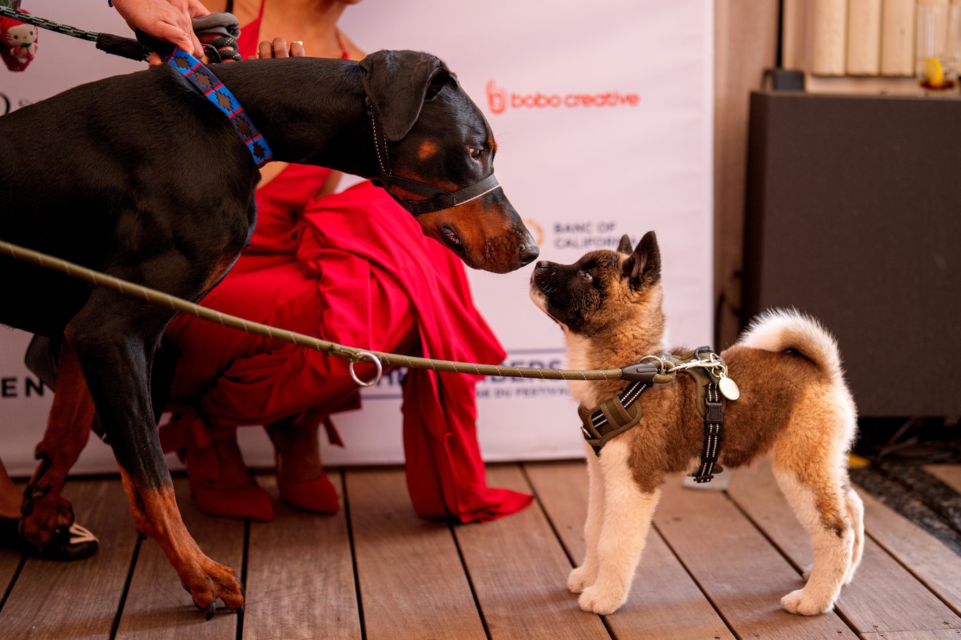 A round of a-paws for ‘La Perra,’ winner of the Palm Dog award at Cannes | iNFOnews.ca