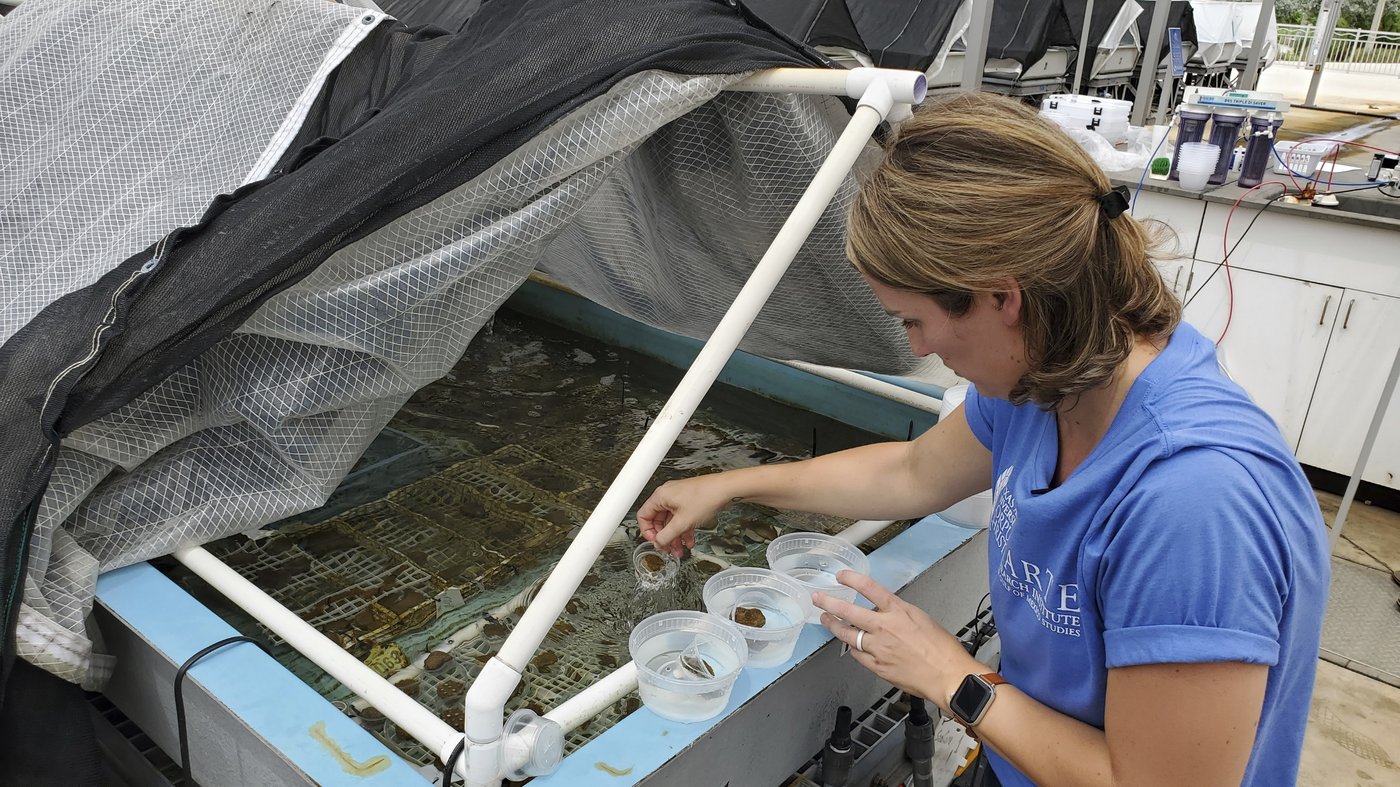 Endangered sea corals moved from South Florida to the Texas Gulf Coast for research and restoration | iNFOnews.ca Endangered sea corals moved from South Florida to the Texas Gulf Coast for research and restoration | iNFOnews.ca