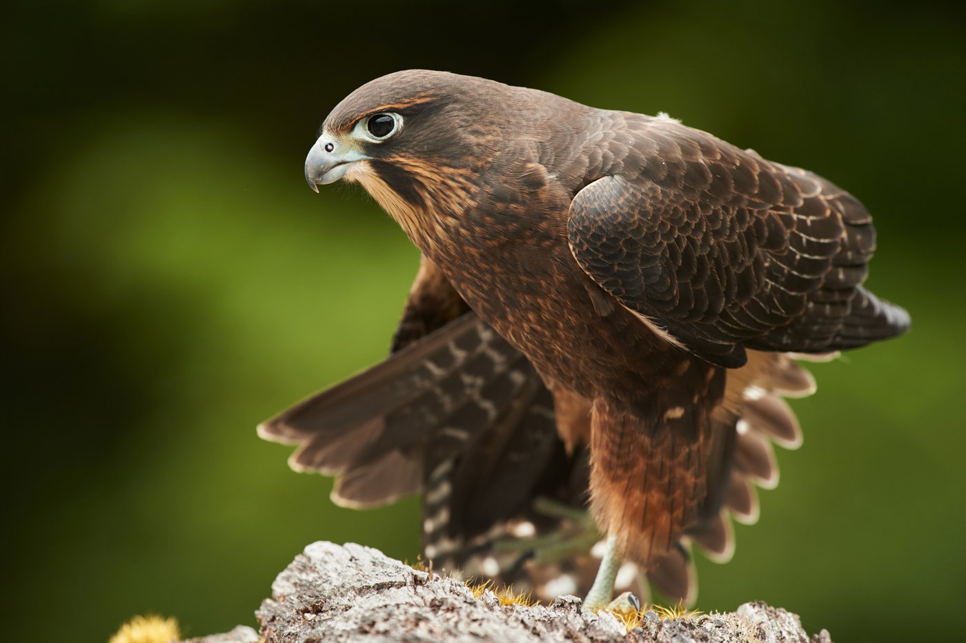 A raptor with no qualms about eating its opponents wins New Zealand's annual bird election | iNFOnews.ca