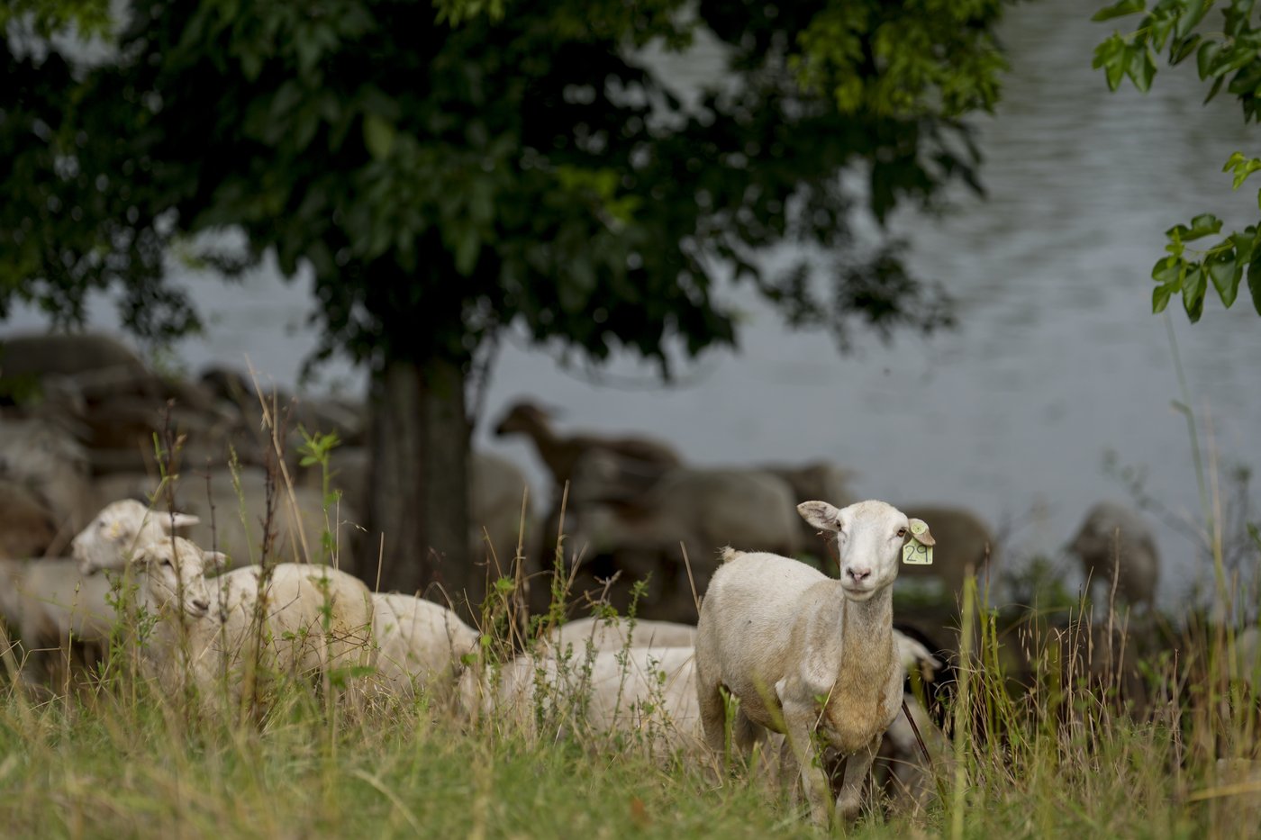 Cities are using sheep to graze in urban landscapes and people love it | iNFOnews.ca